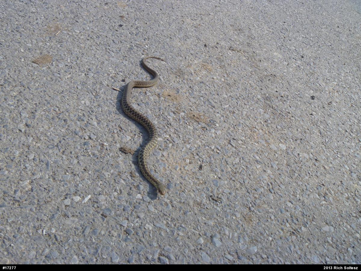 Eastern Gartersnake