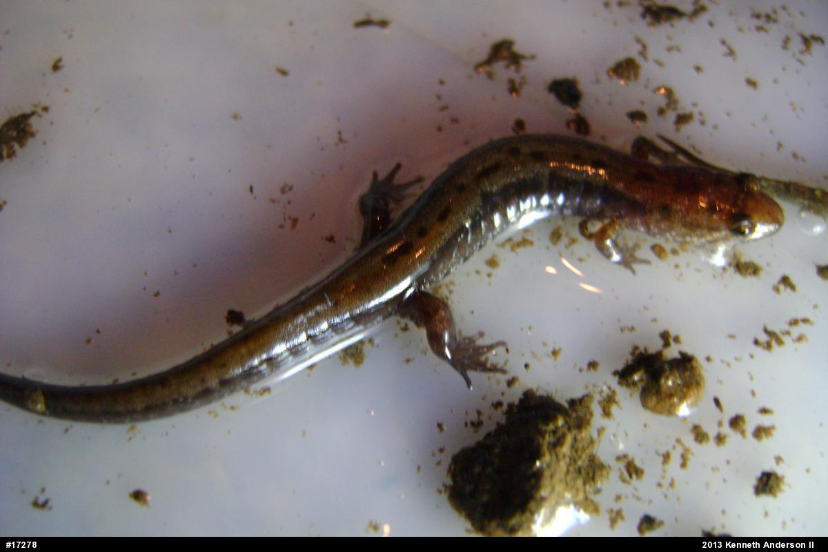 Allegheny Mountain Dusky Salamander