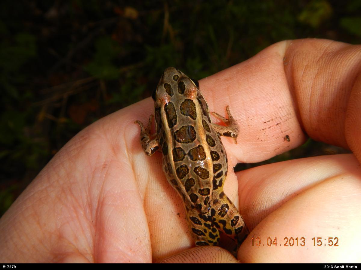 Pickerel Frog