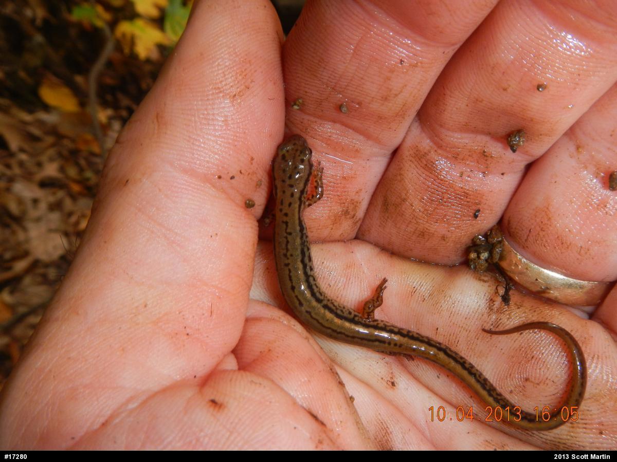 Northern Two-lined Salamander