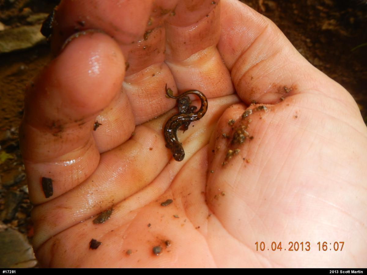 Northern Dusky Salamander
