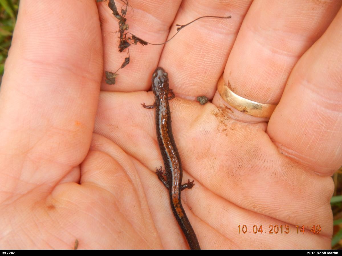 Eastern Red-backed  Salamander