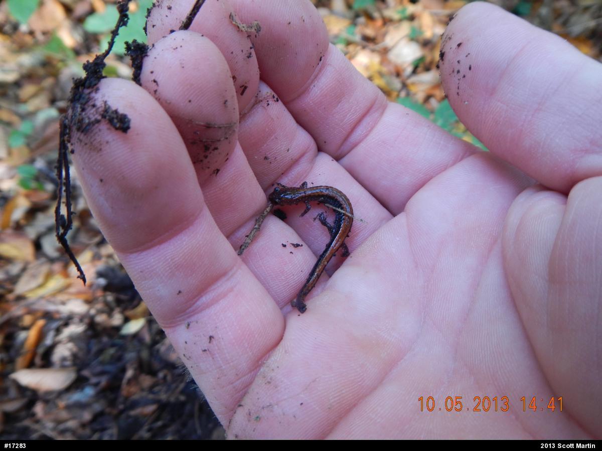 Eastern Red-backed  Salamander