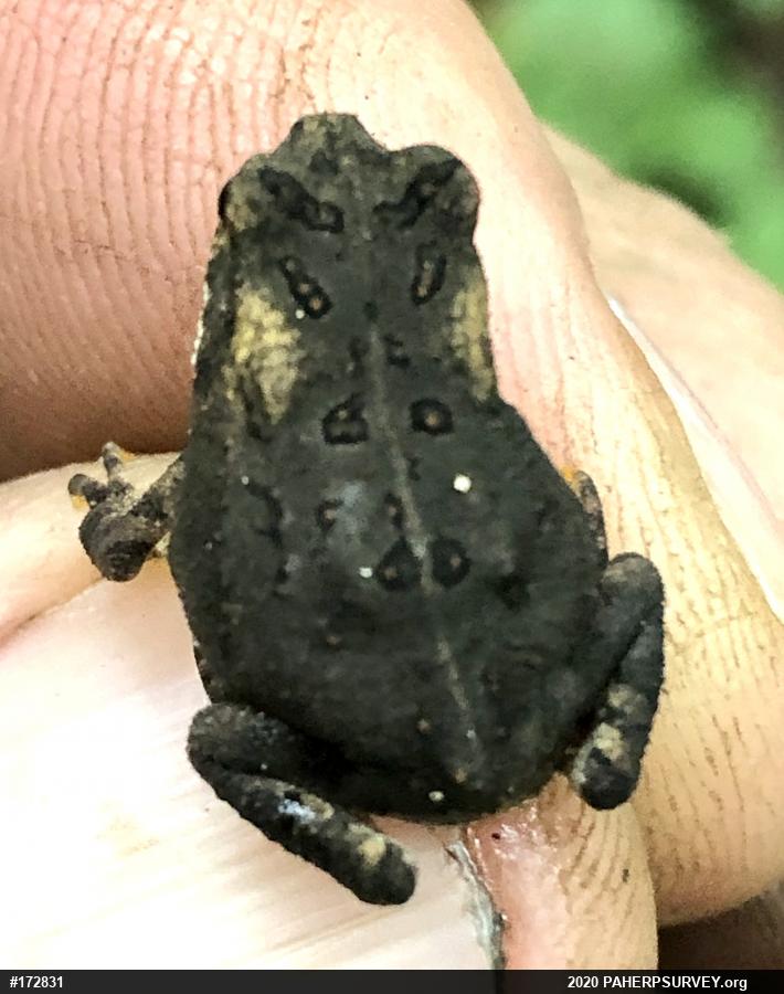 True Toads