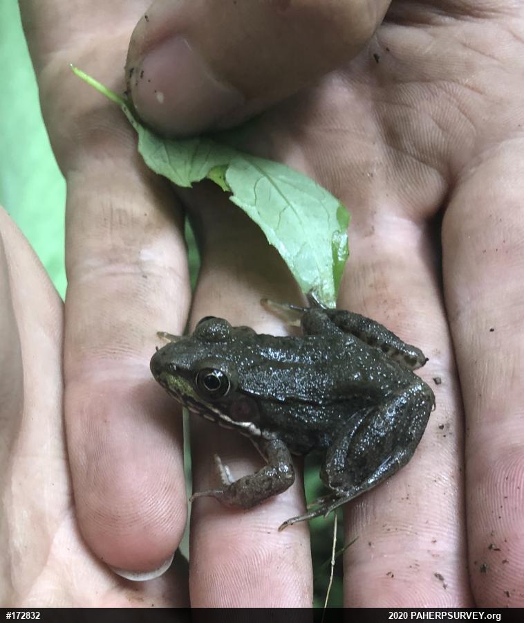 Green Frog