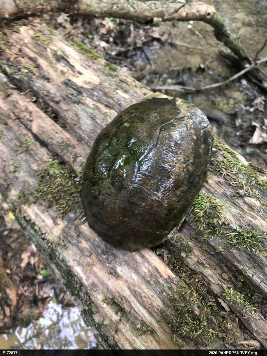 Eastern Box Turtle