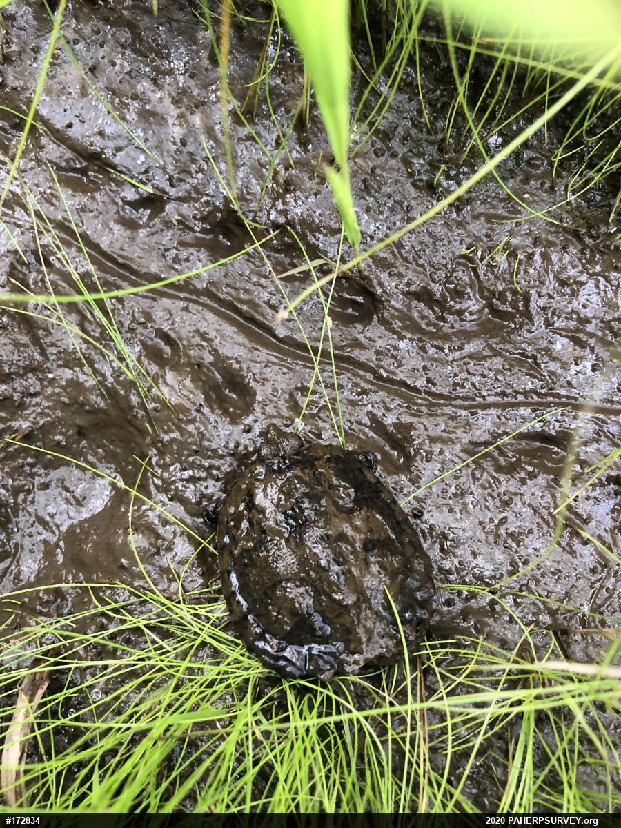 Snapping Turtle