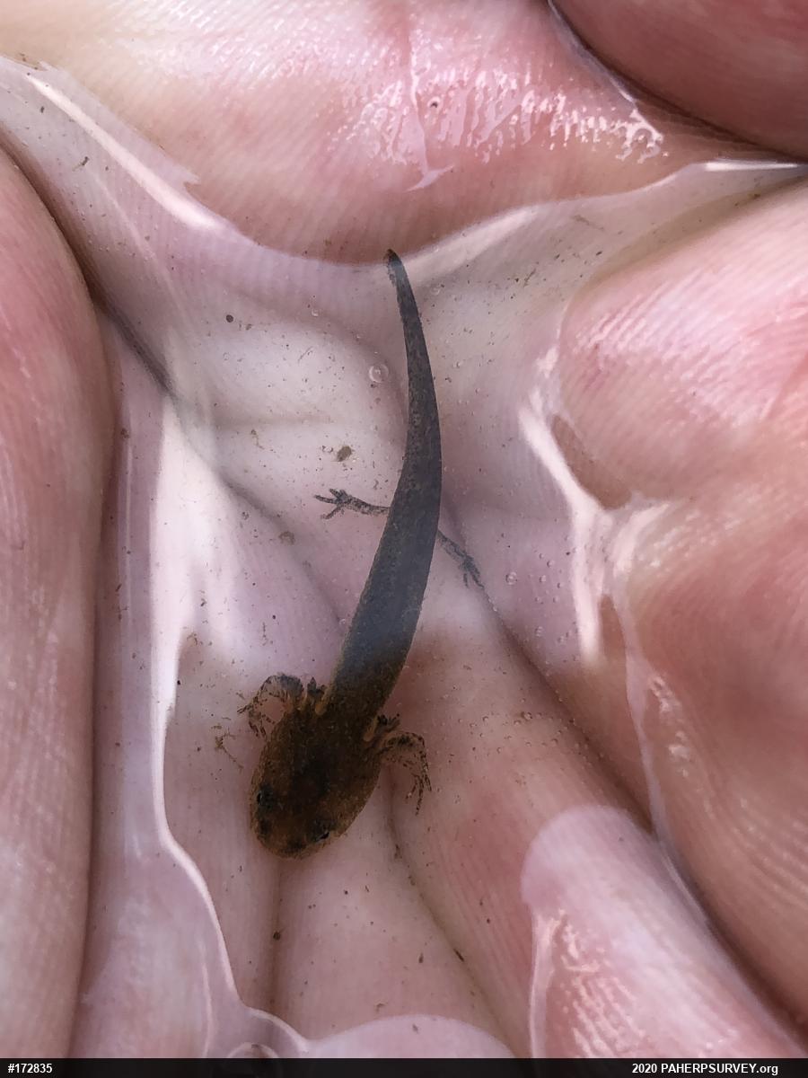 Mole Salamanders