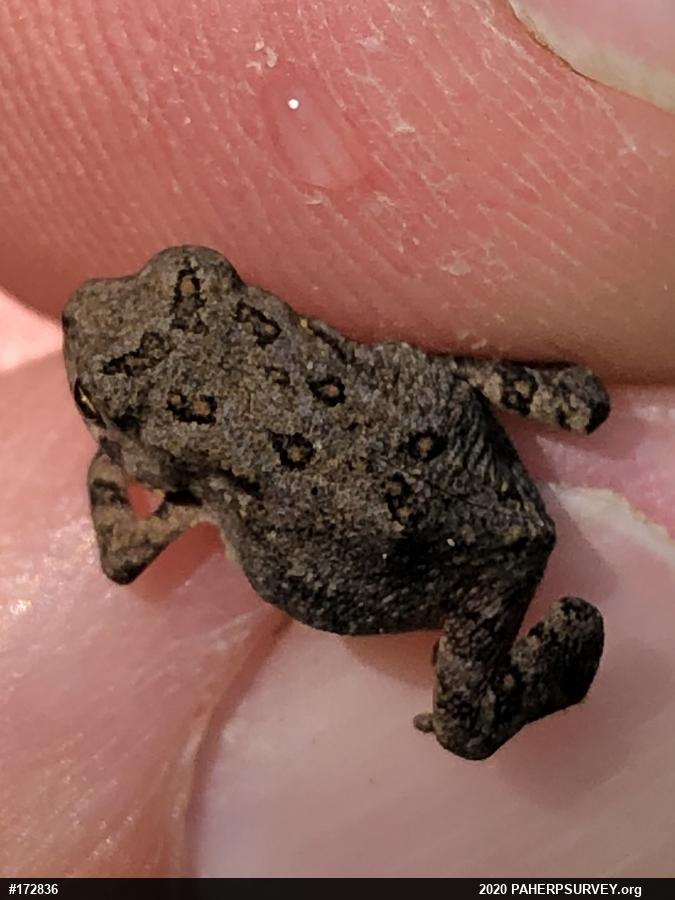 Eastern American Toad