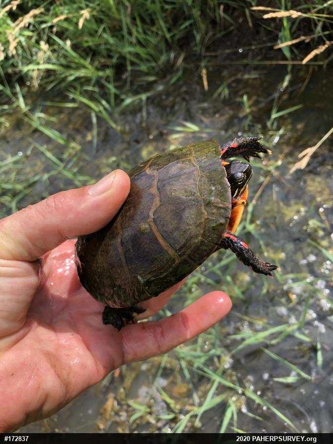 Eastern Painted Turtle