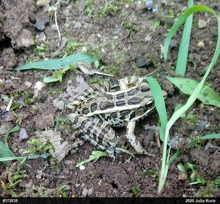 Pickerel Frog