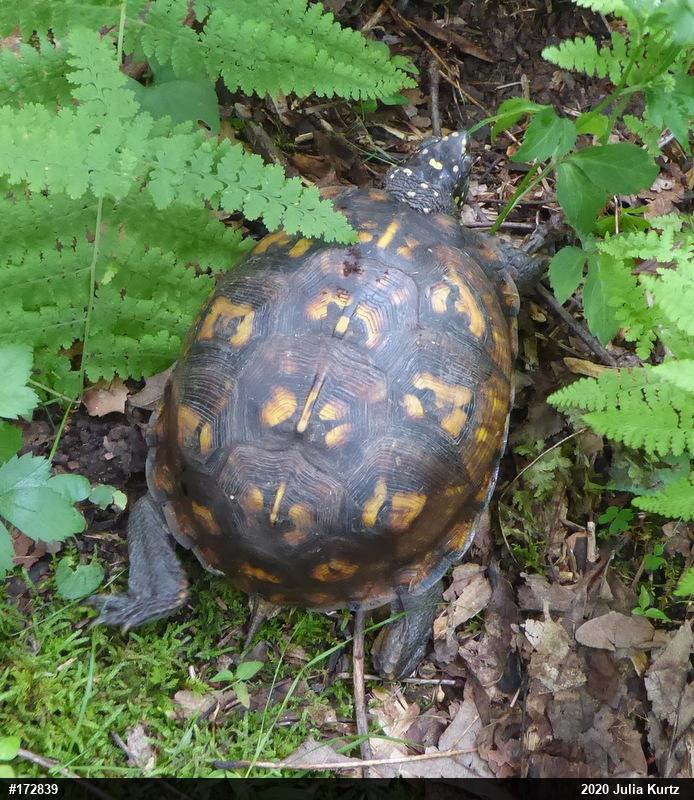 Eastern Box Turtle