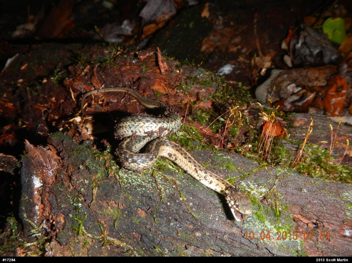 Eastern Gartersnake