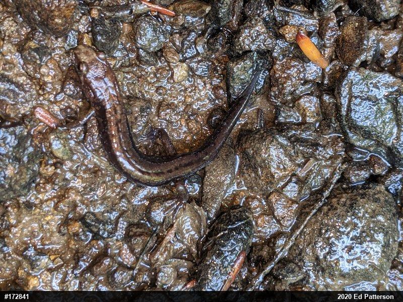 Allegheny Mountain Dusky Salamander