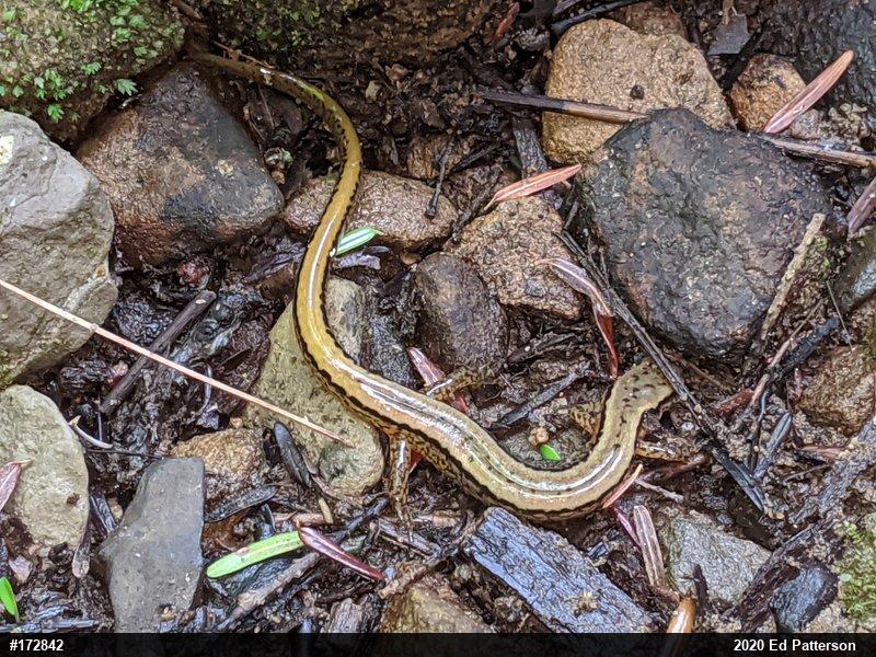 Northern Two-lined Salamander