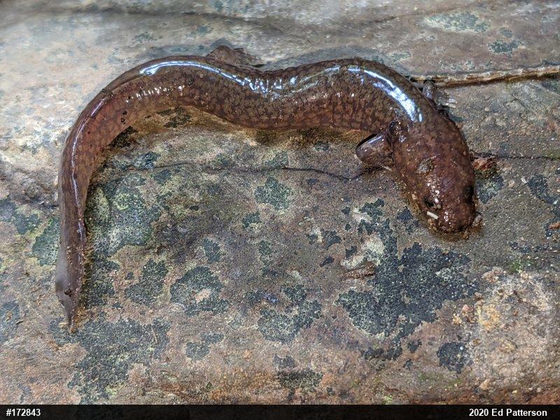 Northern Spring Salamander