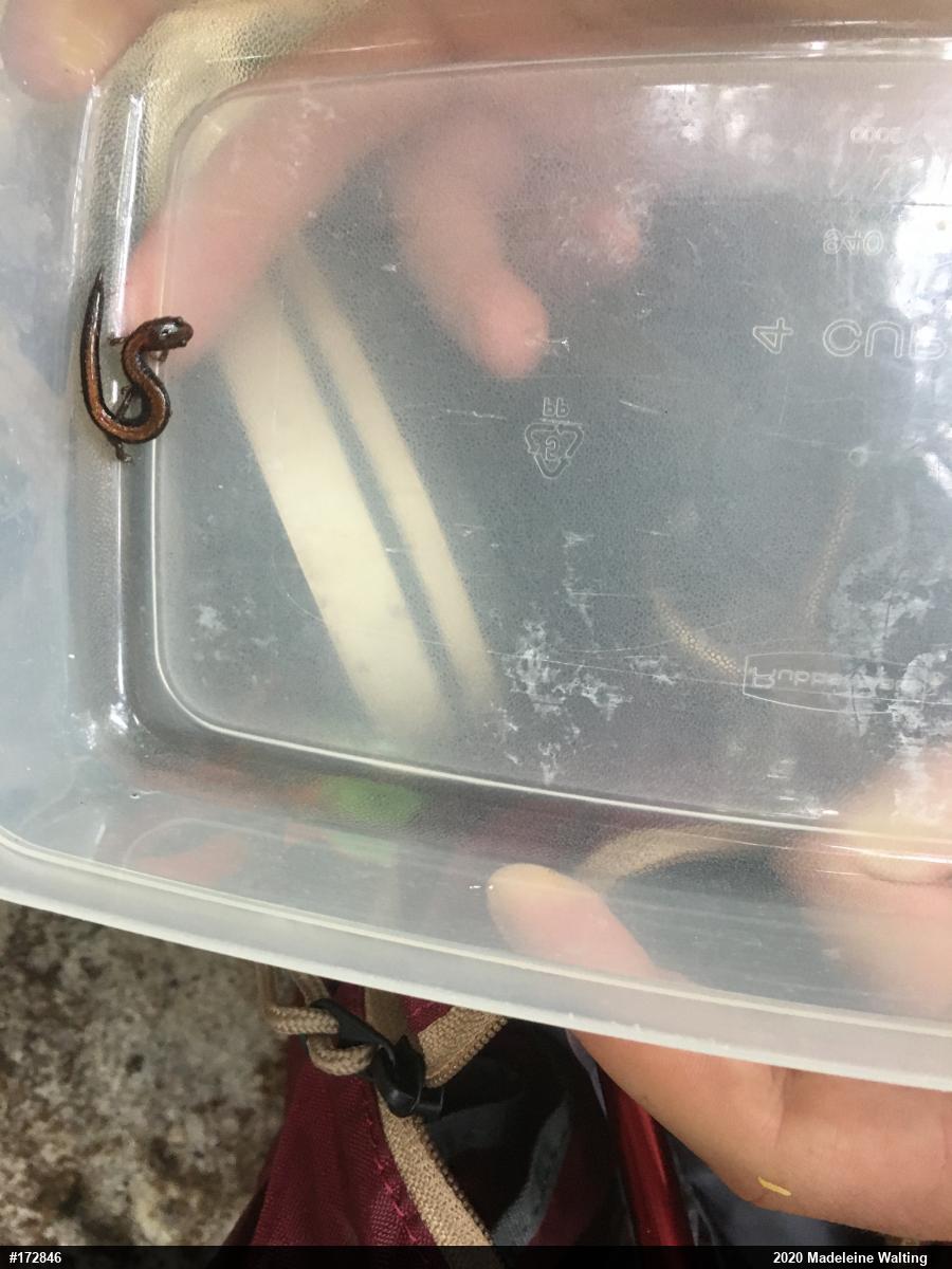 Eastern Red-backed  Salamander