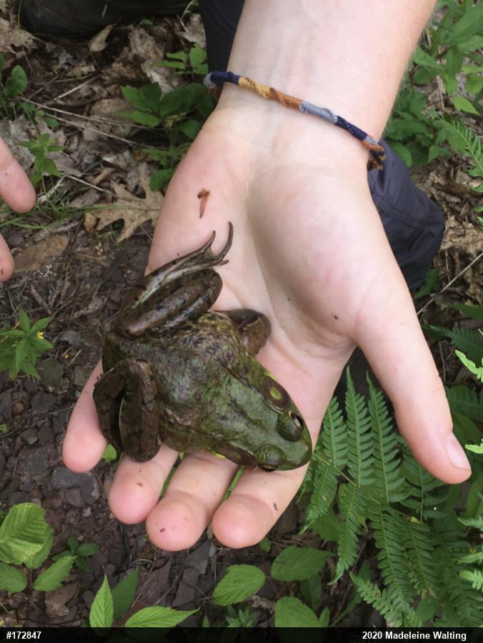 Green Frog