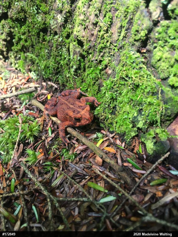 Eastern American Toad