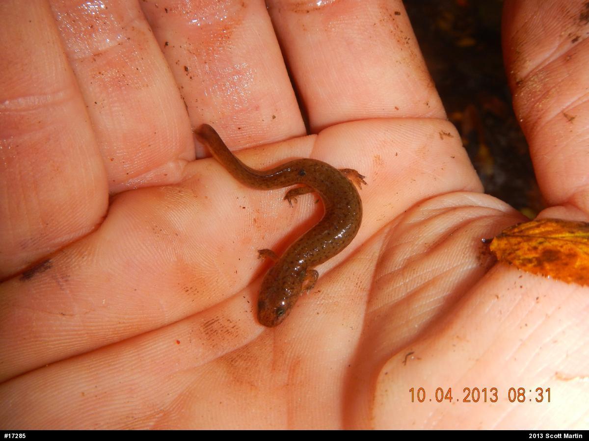 Northern Red Salamander