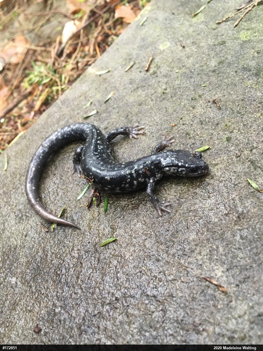 Northern Slimy Salamander