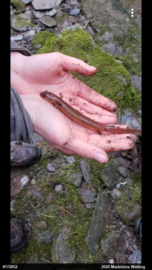 Northern Spring Salamander