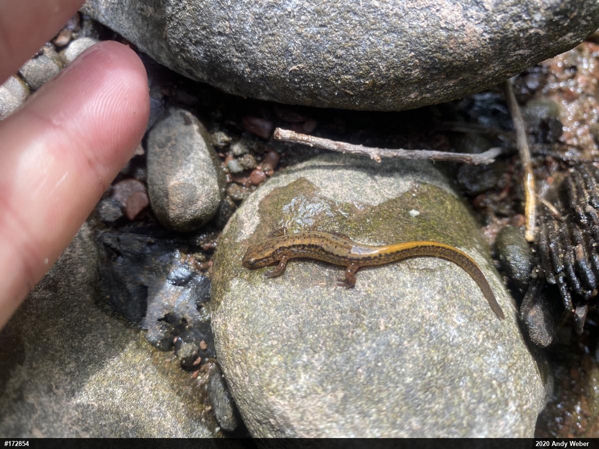 Northern Two-lined Salamander