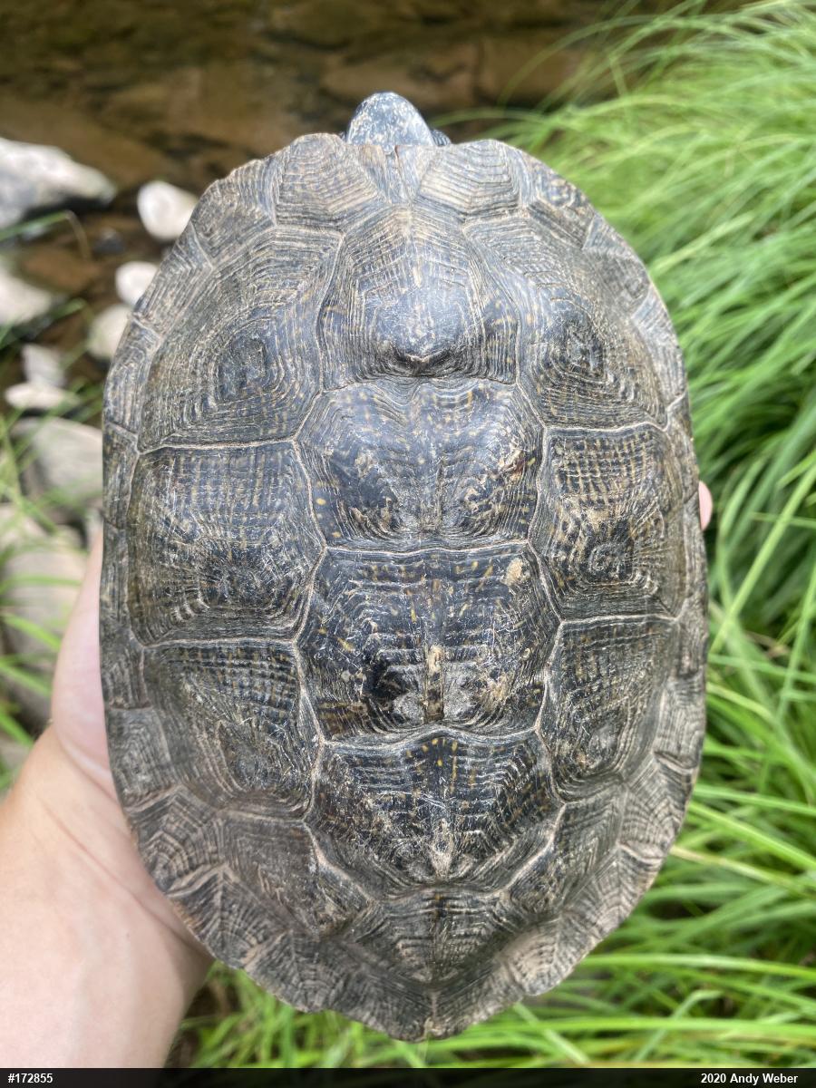 Wood Turtle