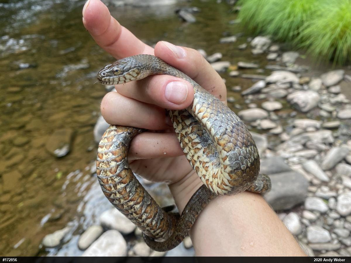 Northern Watersnake