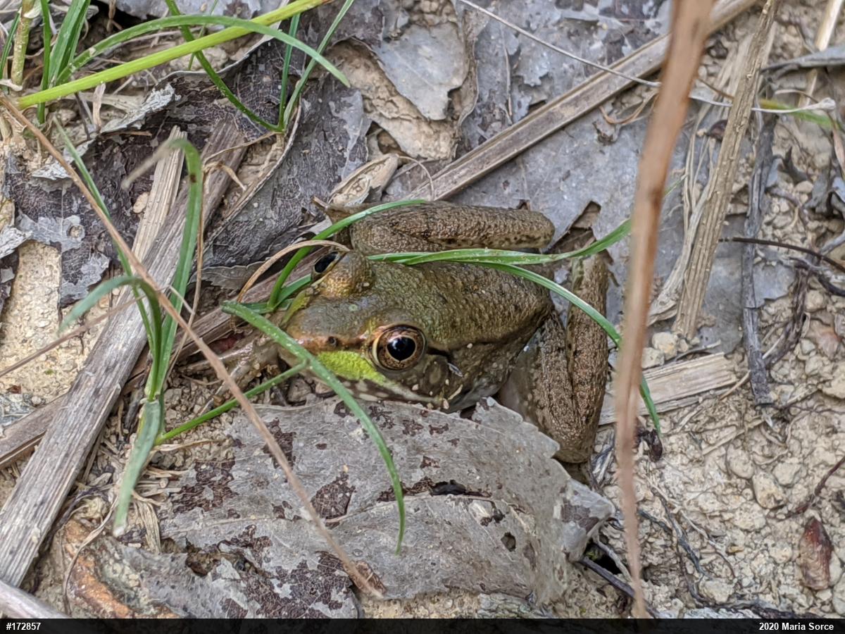 Green Frog