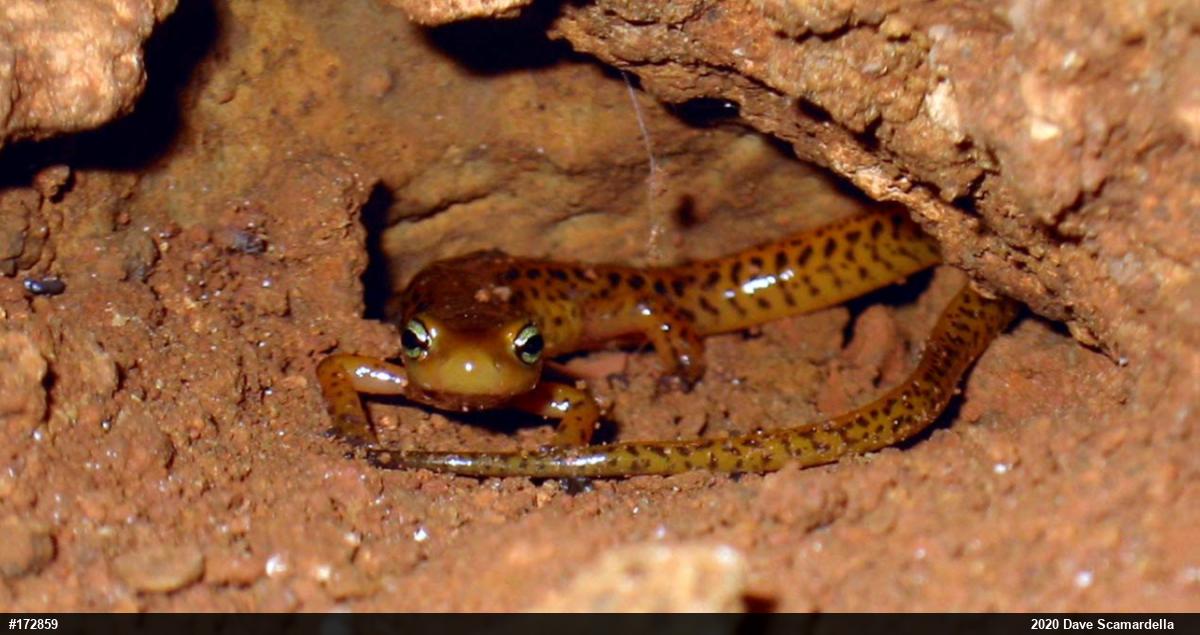 Eastern Long-tailed Salamander