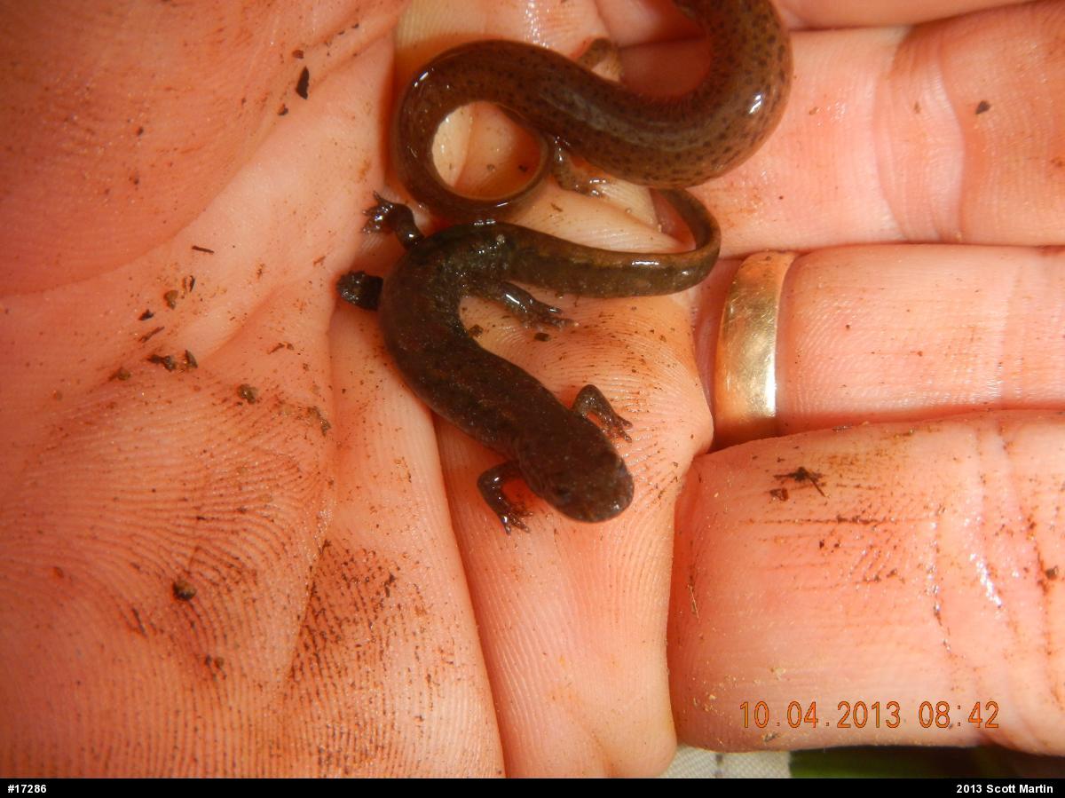 Northern Dusky Salamander