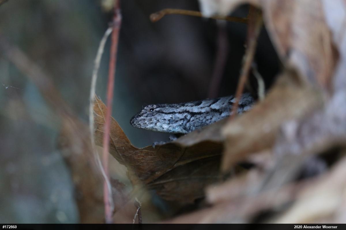 Eastern Fence Lizard