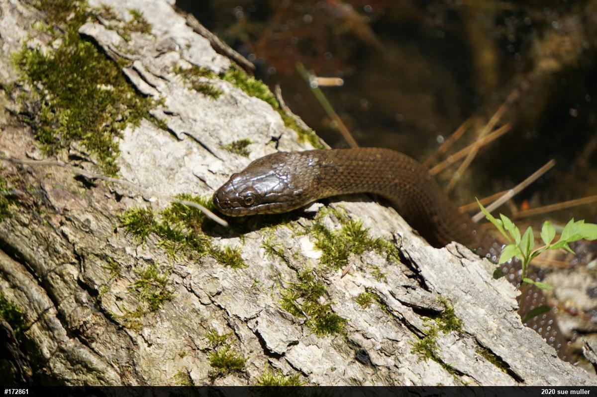 Northern Watersnake