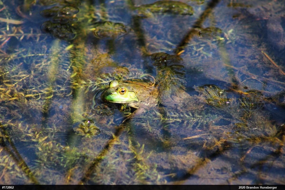 American Bullfrog