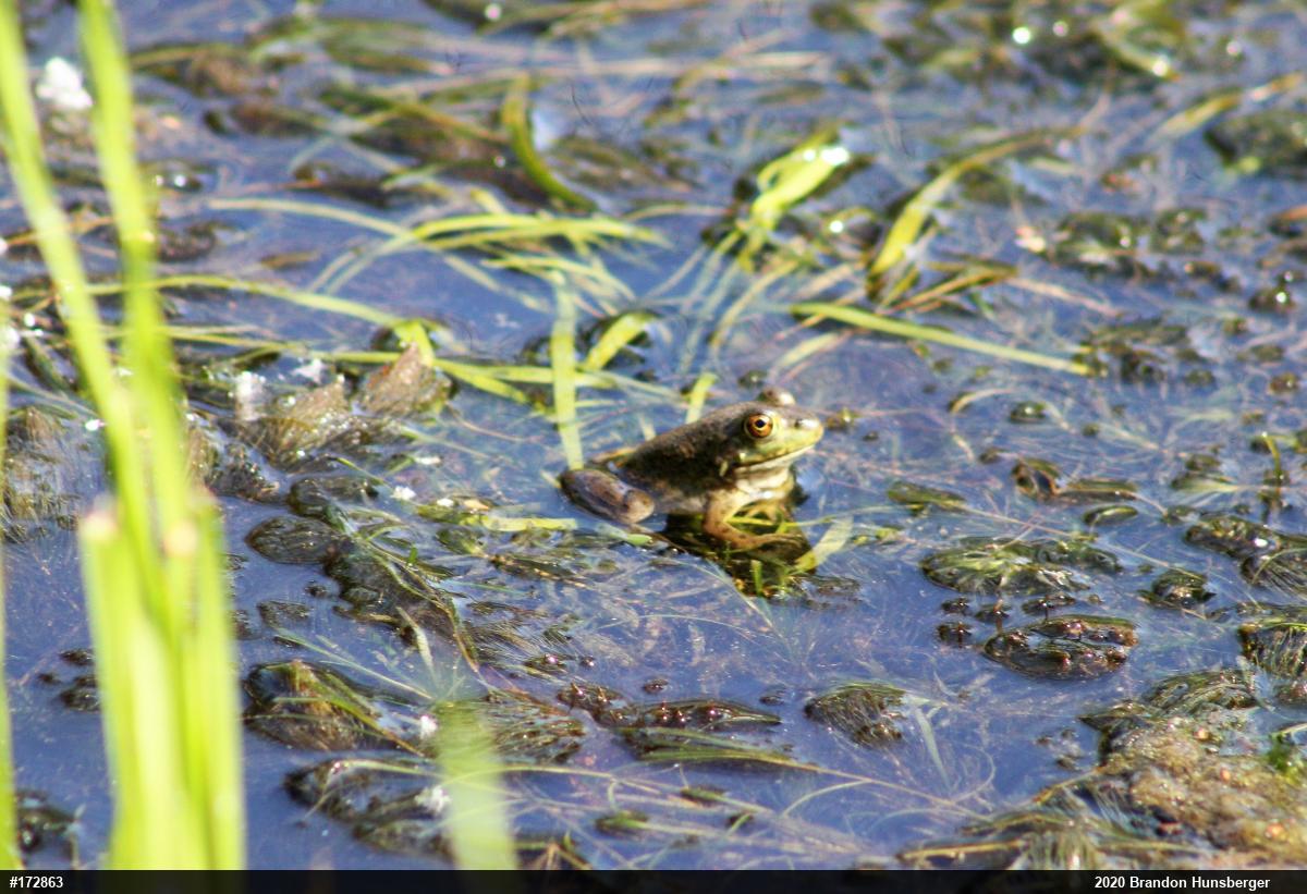 American Bullfrog