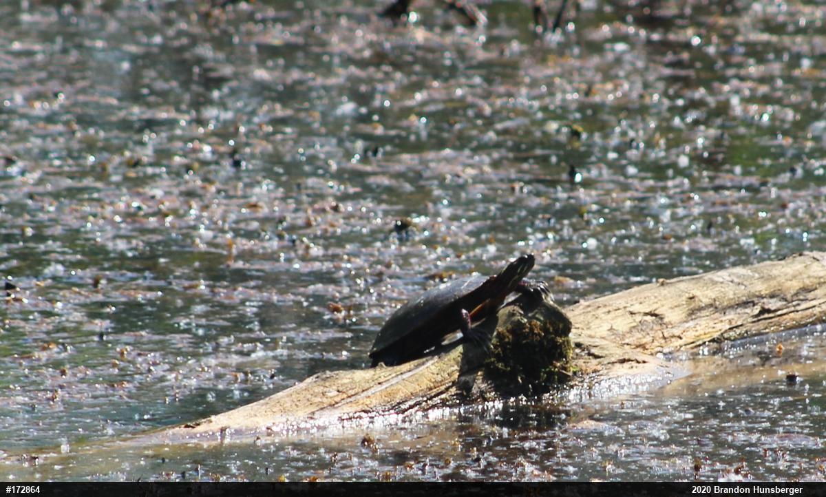Painted Turtle
