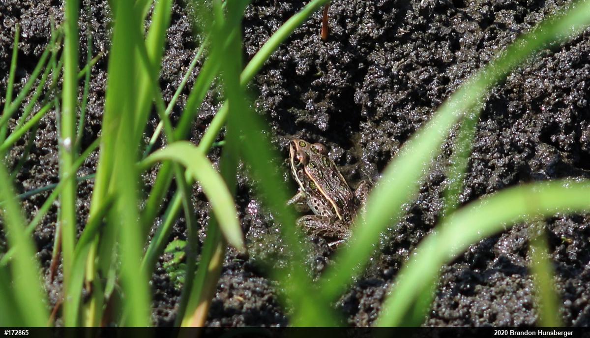 Northern Leopard Frog