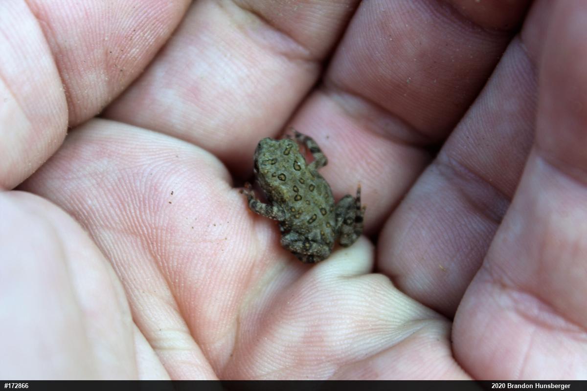 Eastern American Toad