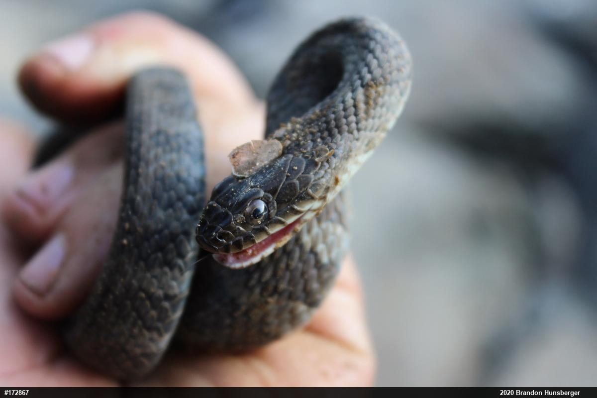 Northern Watersnake