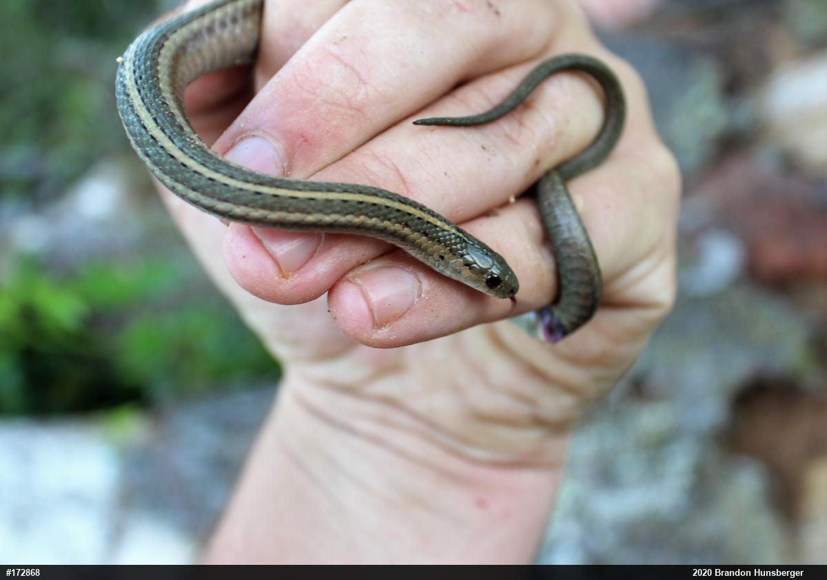 Shorthead Gartersnake