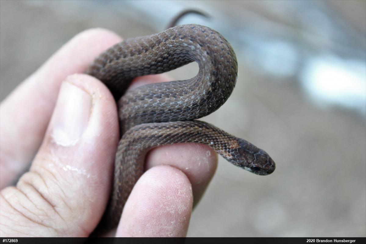 Red-bellied Snake