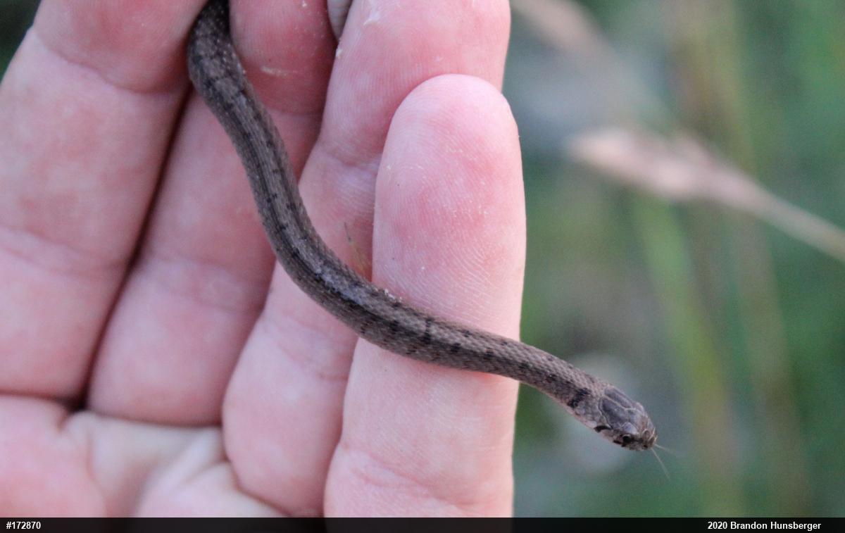 Dekay's Brownsnake