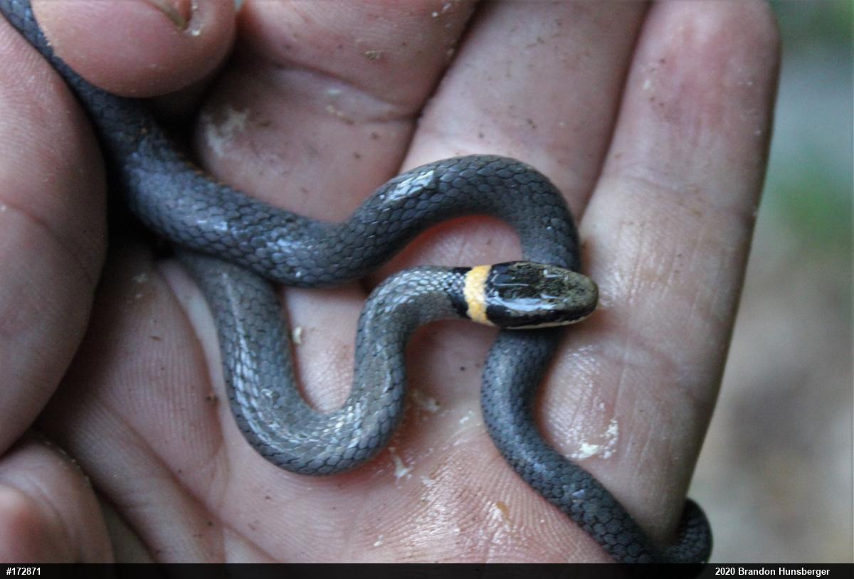 Northern Ring-necked Snake
