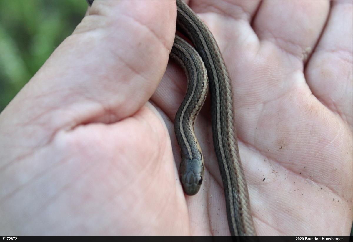 Shorthead Gartersnake