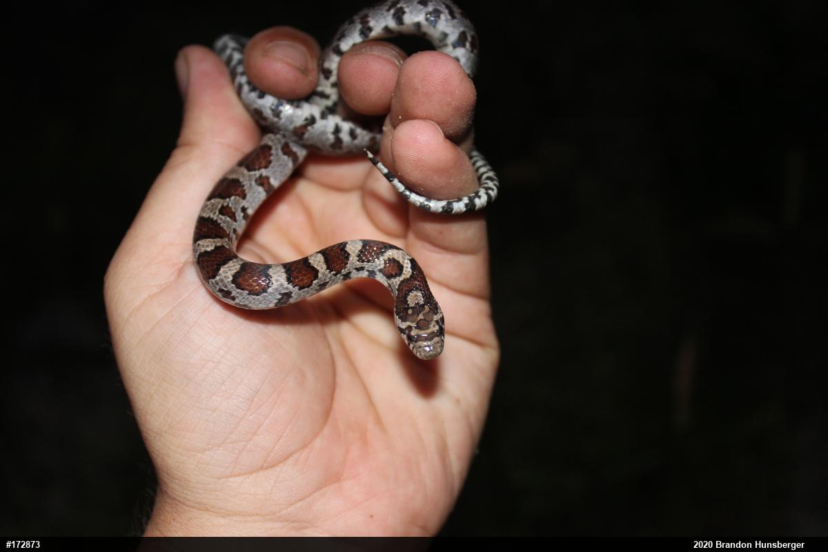 Eastern Milksnake