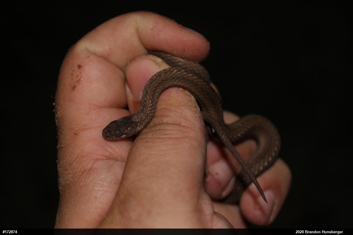 Red-bellied Snake