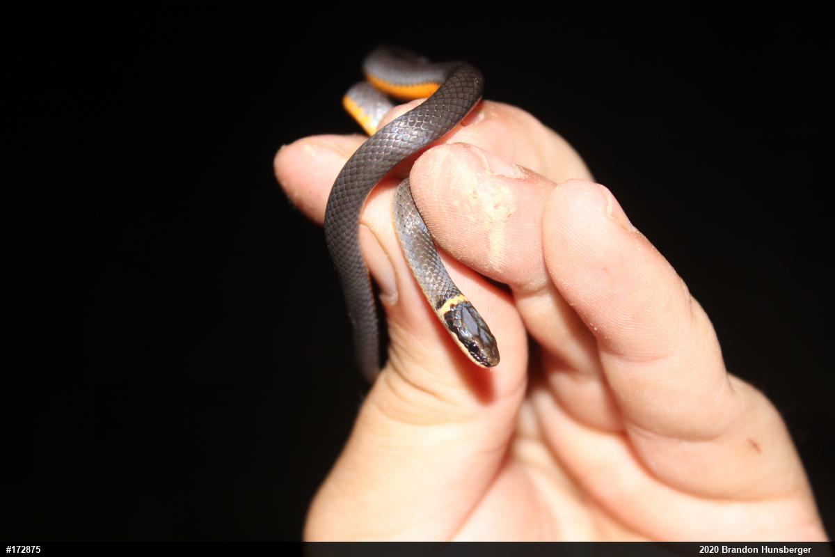Northern Ring-necked Snake