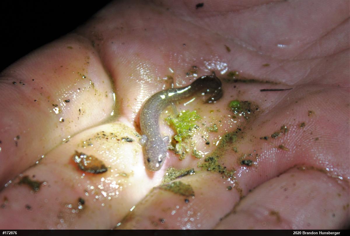 Northern Spring Salamander