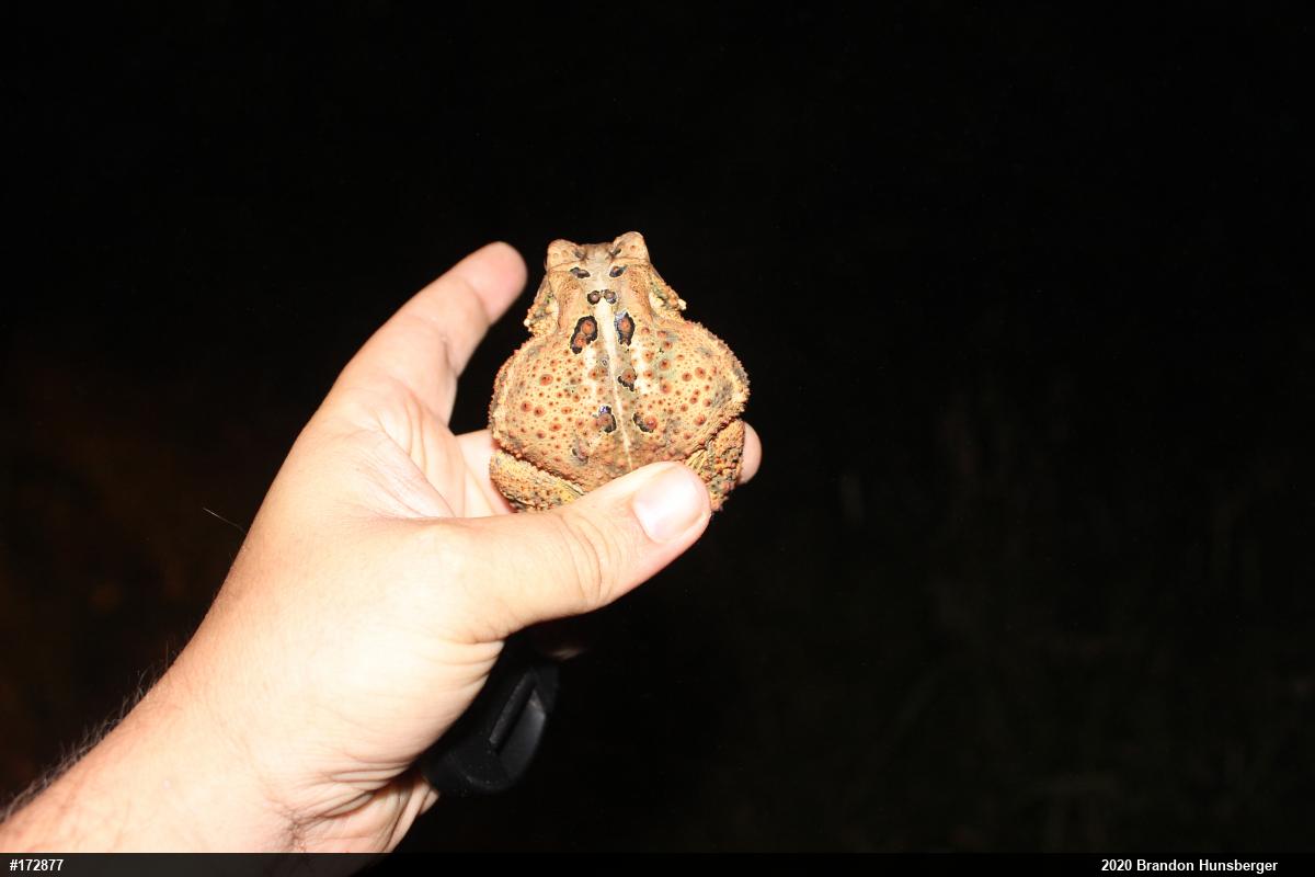 Eastern American Toad